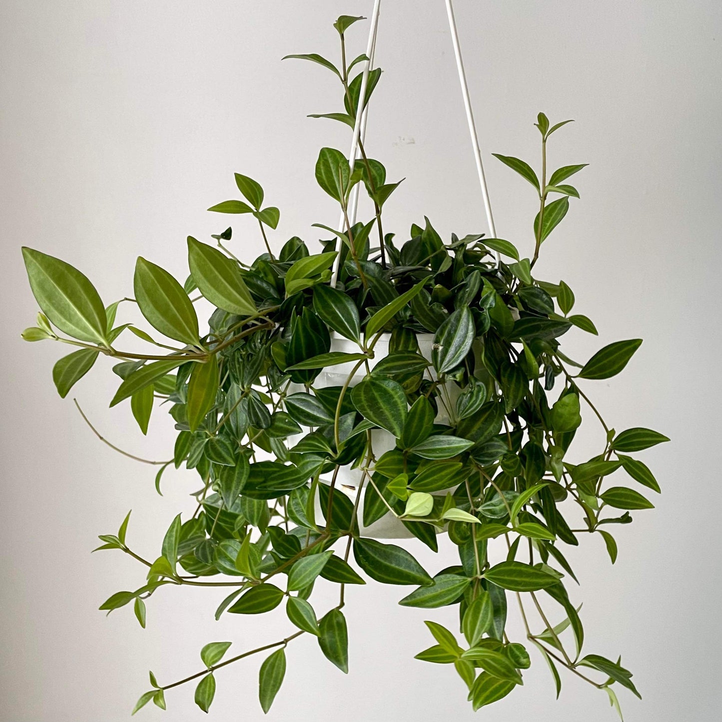 Peperomia “Beetle” (Angulata) 6” hanging basket