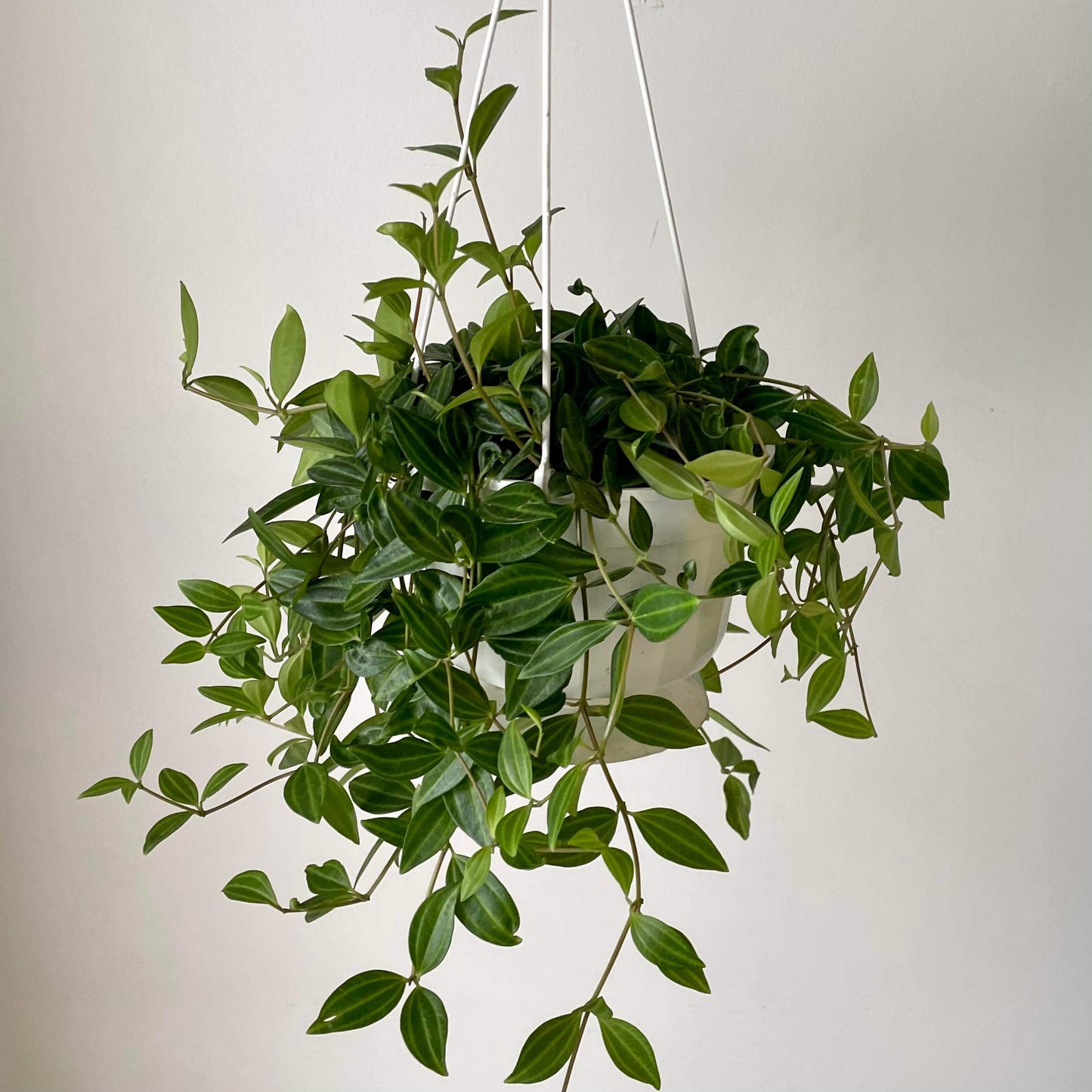 Peperomia “Beetle” (Angulata) 6” hanging basket