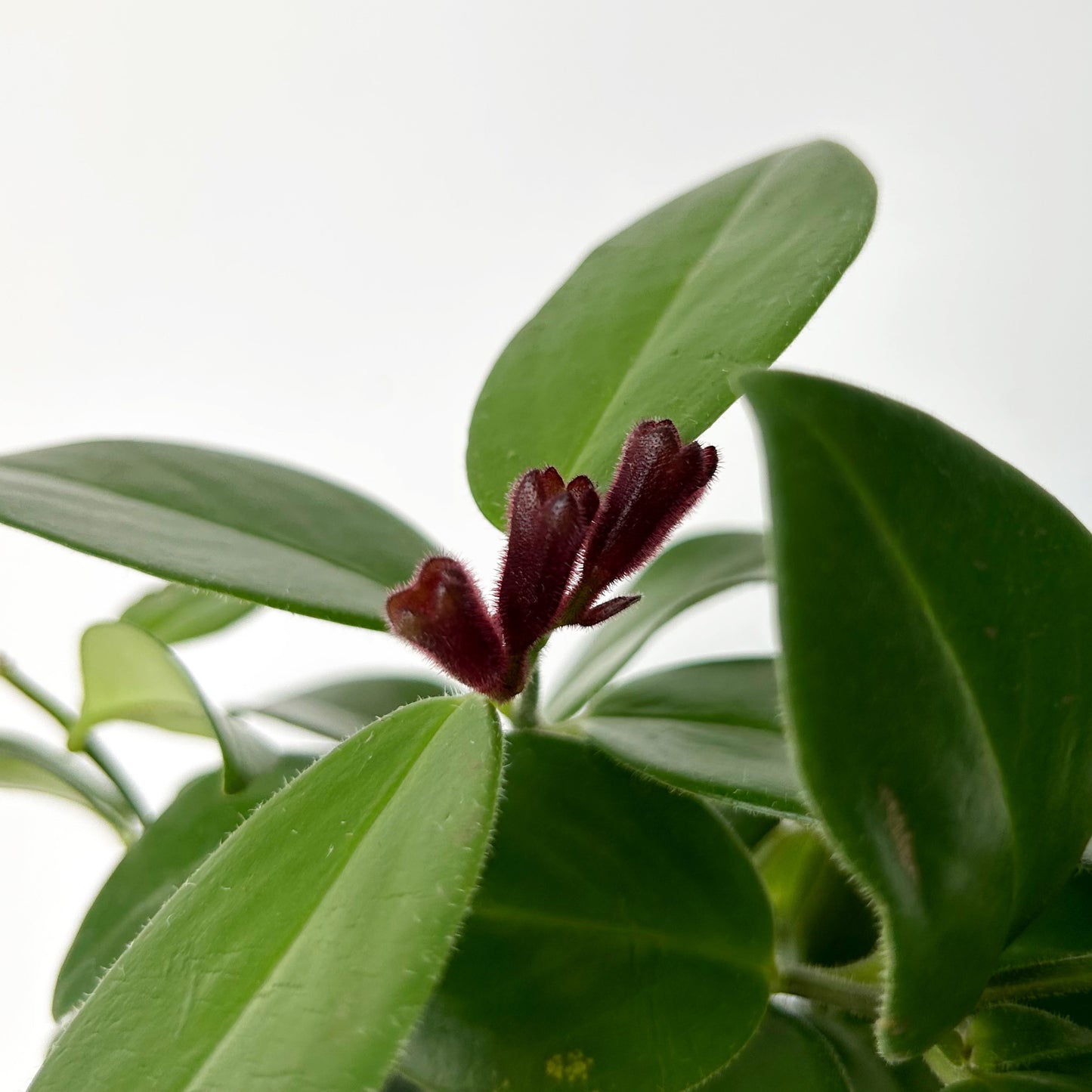 Mona Lisa Lipstick Plant (Aeschynanthus) 4" pot