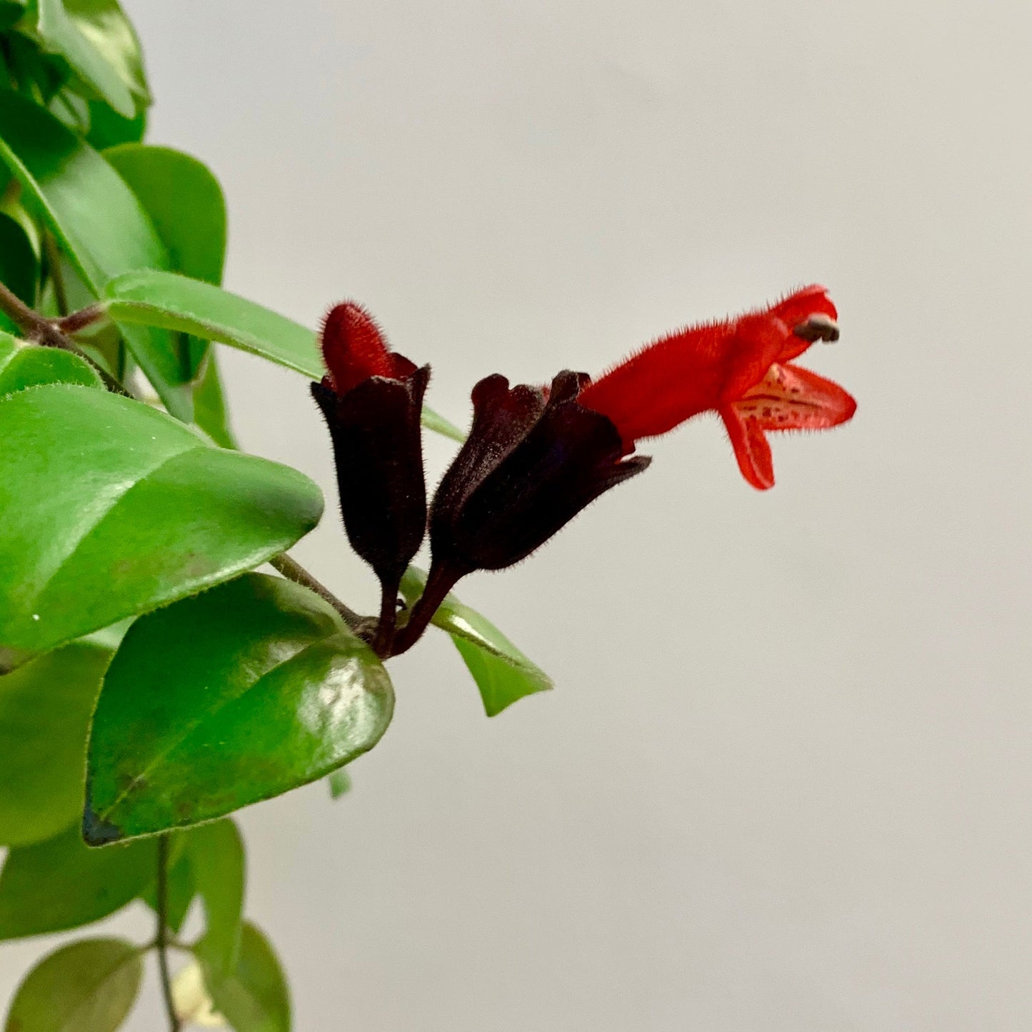 Mona Lisa Lipstick Plant (Aeschynanthus) 3.5”pot
