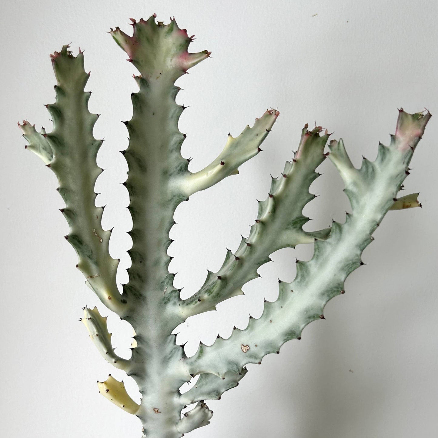 Euphorbia Lactea 'White Ghost' 4”pot approximately 22 inches tall