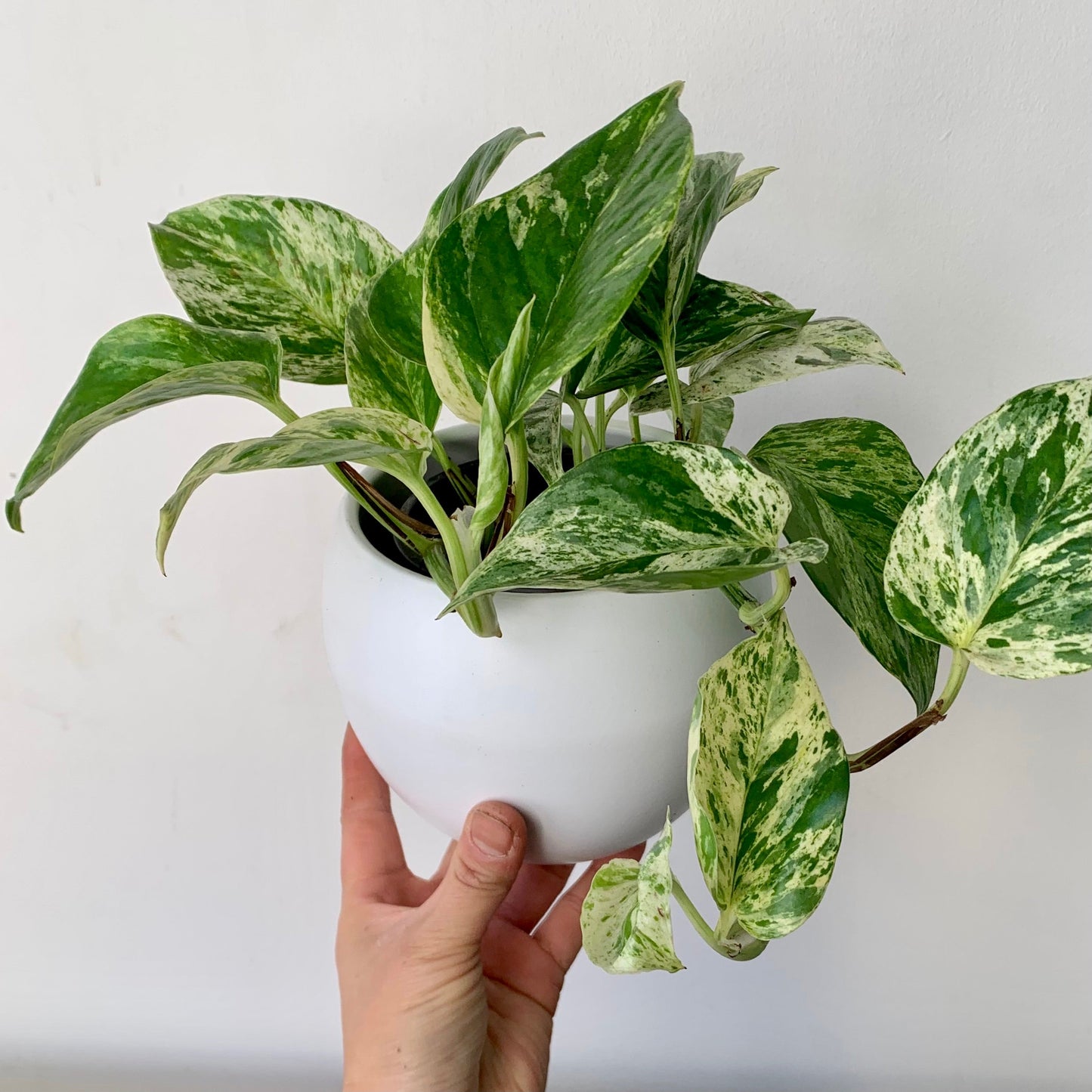 Marble Queen Pothos 4” pot