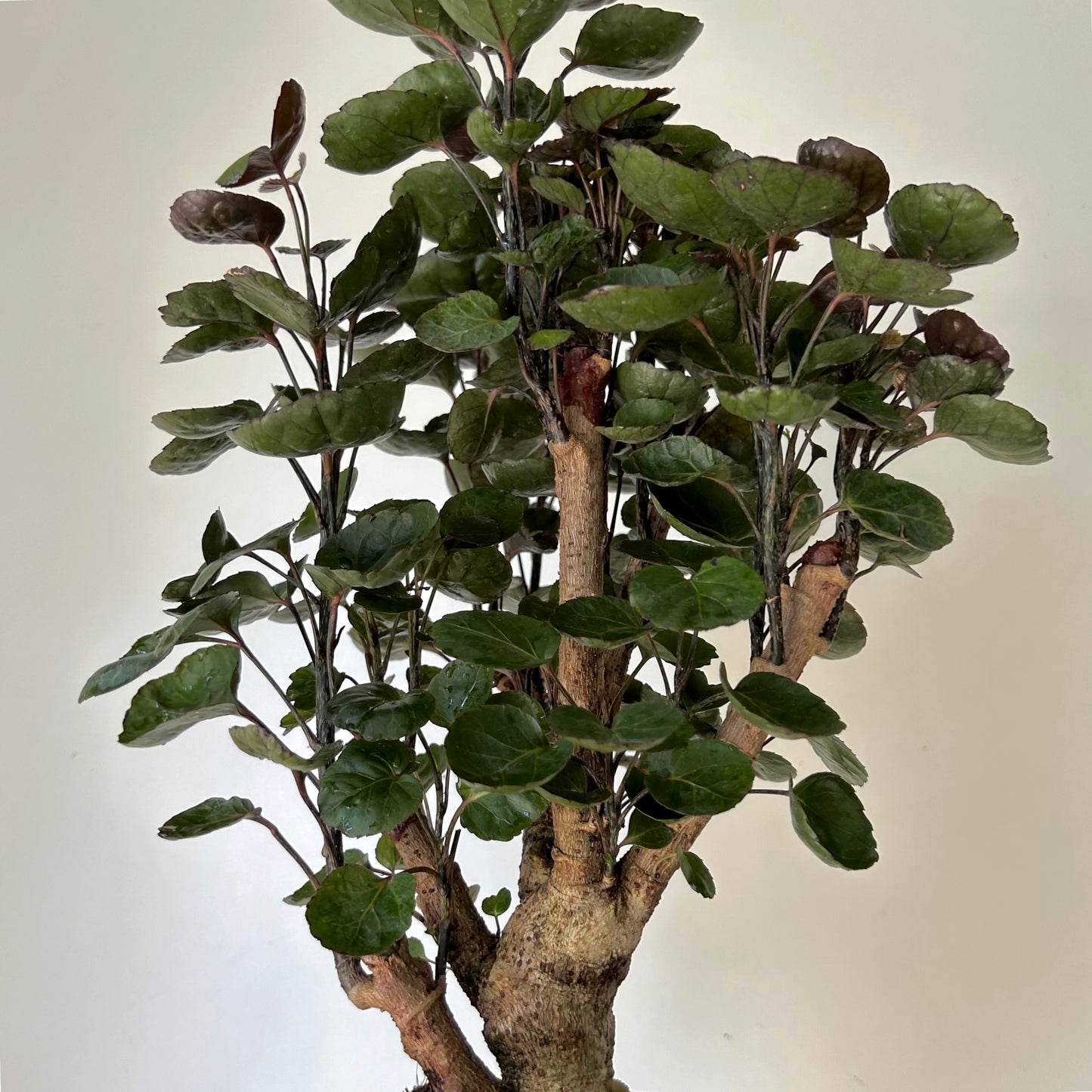 Fabian Aralia Stump (Polyscias Scutellaria) approximately 20 inches tall in 6” Pot