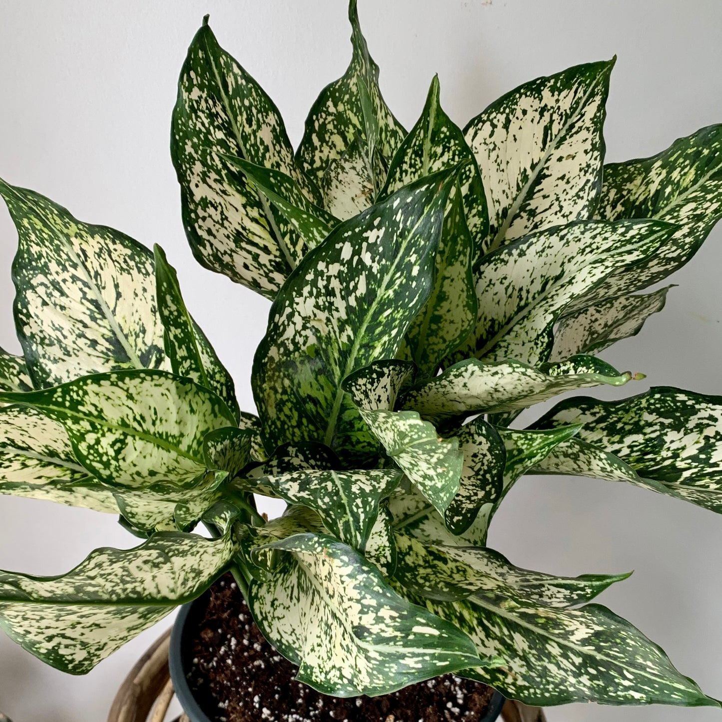 Aglaonema "Spring Snow" in 6”pot