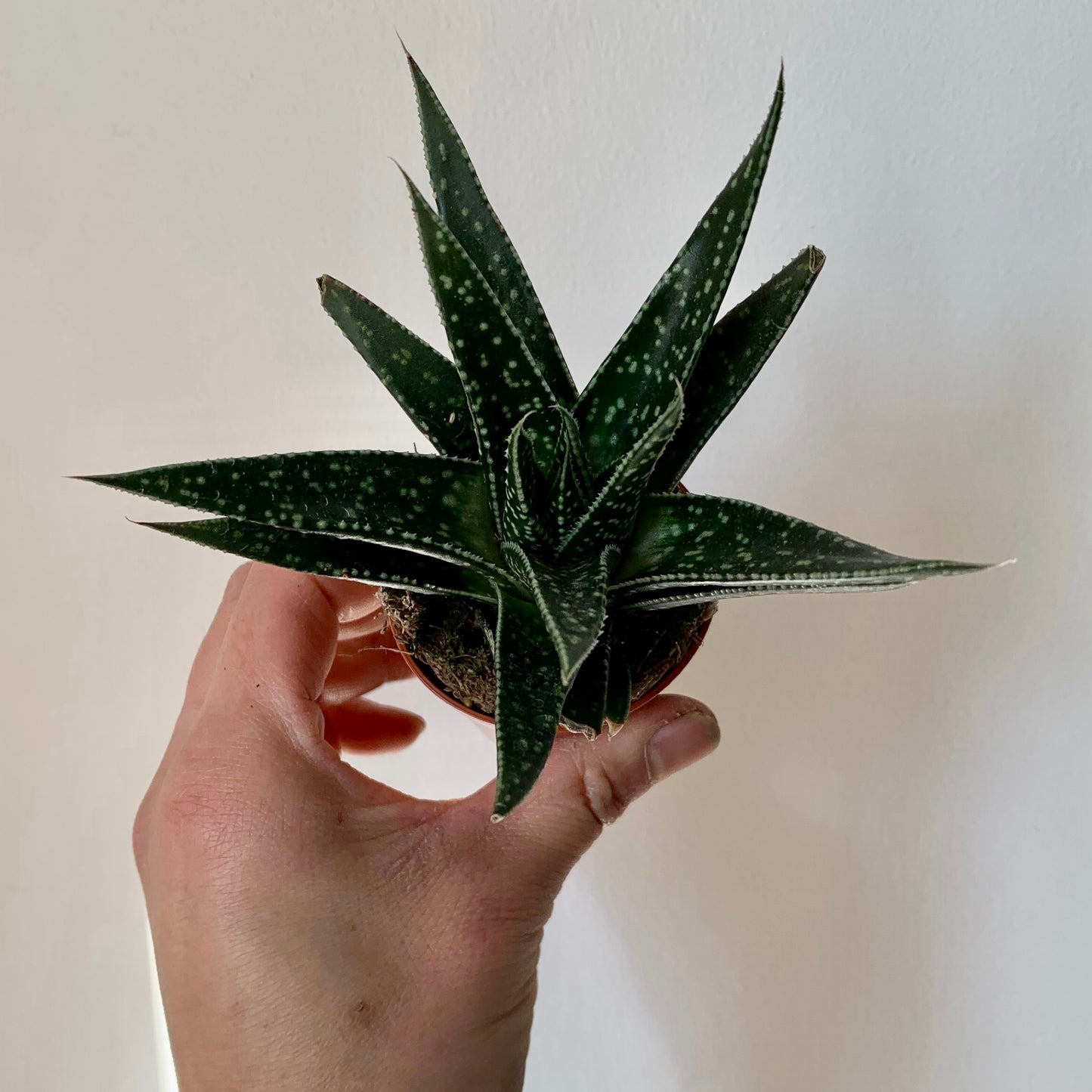 Gasteria batesiana Kyaka, 2.5" Pot