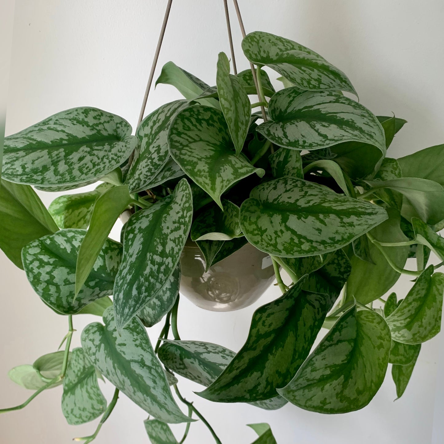 Scindapsus pictus “Exotica” 8” Hanging Basket