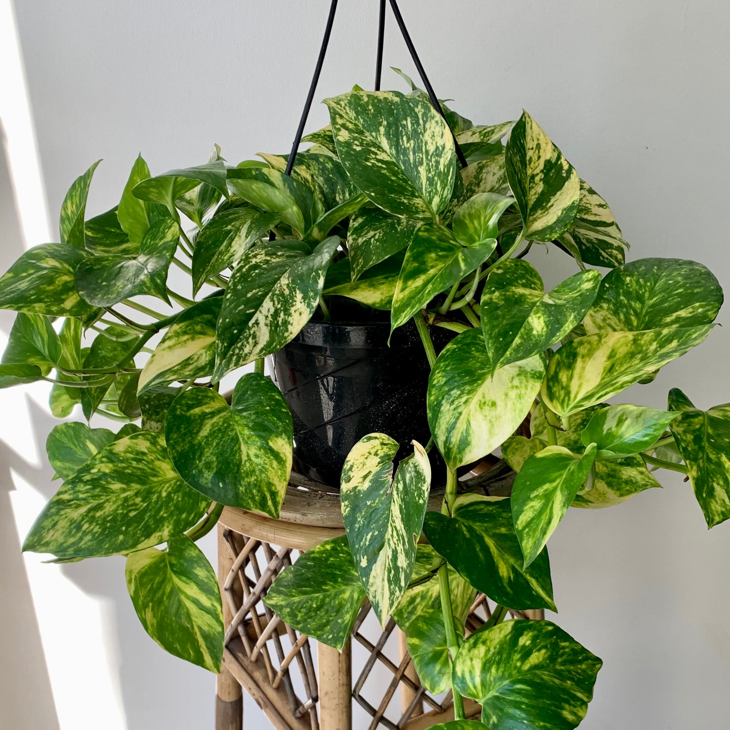 Golden Pothos 8” Hanging Basket