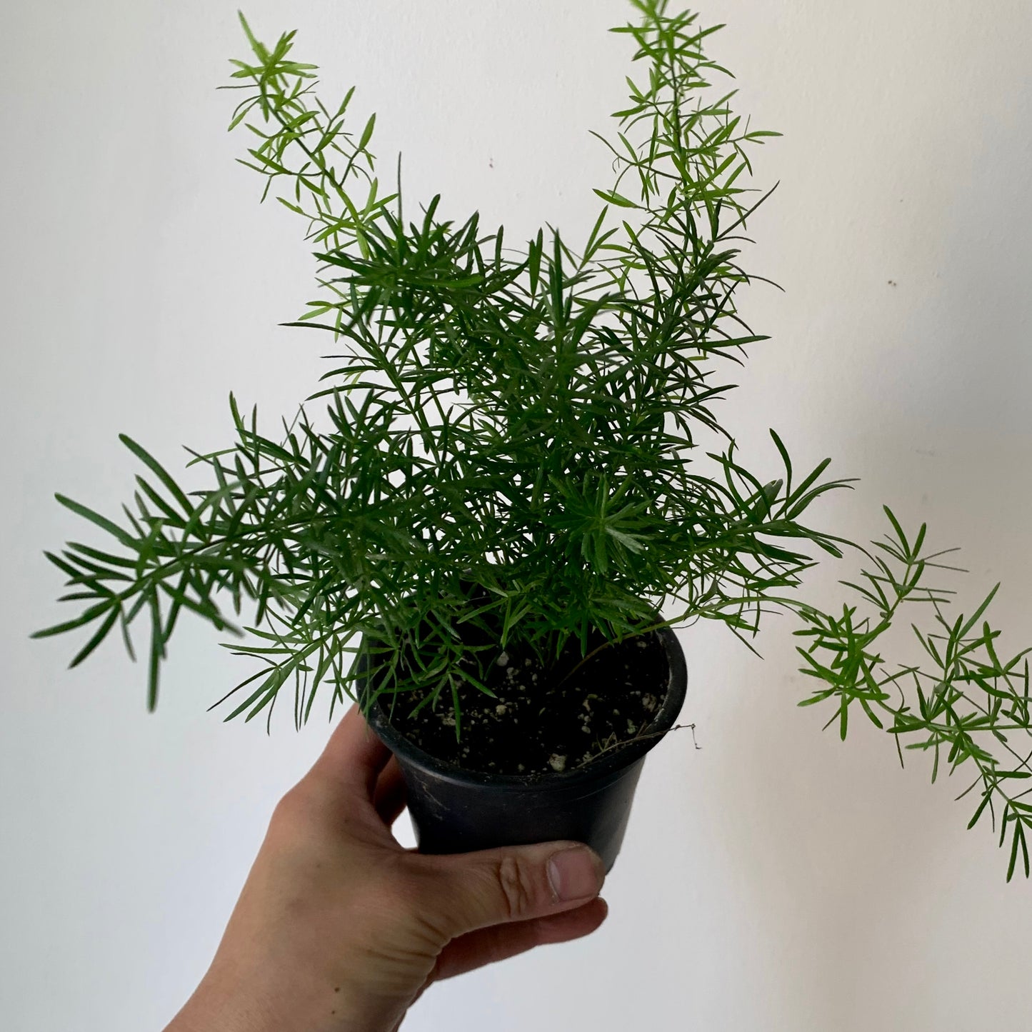 Asparagus Fern (Sprengeri) 3.5" pot