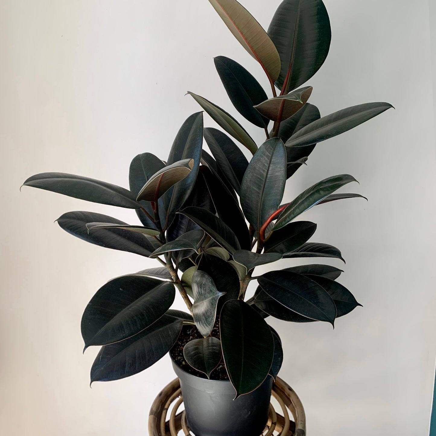 Burgundy Rubber Fig (Ficus Elastica) approximately 3.5ft tall in 8” pot