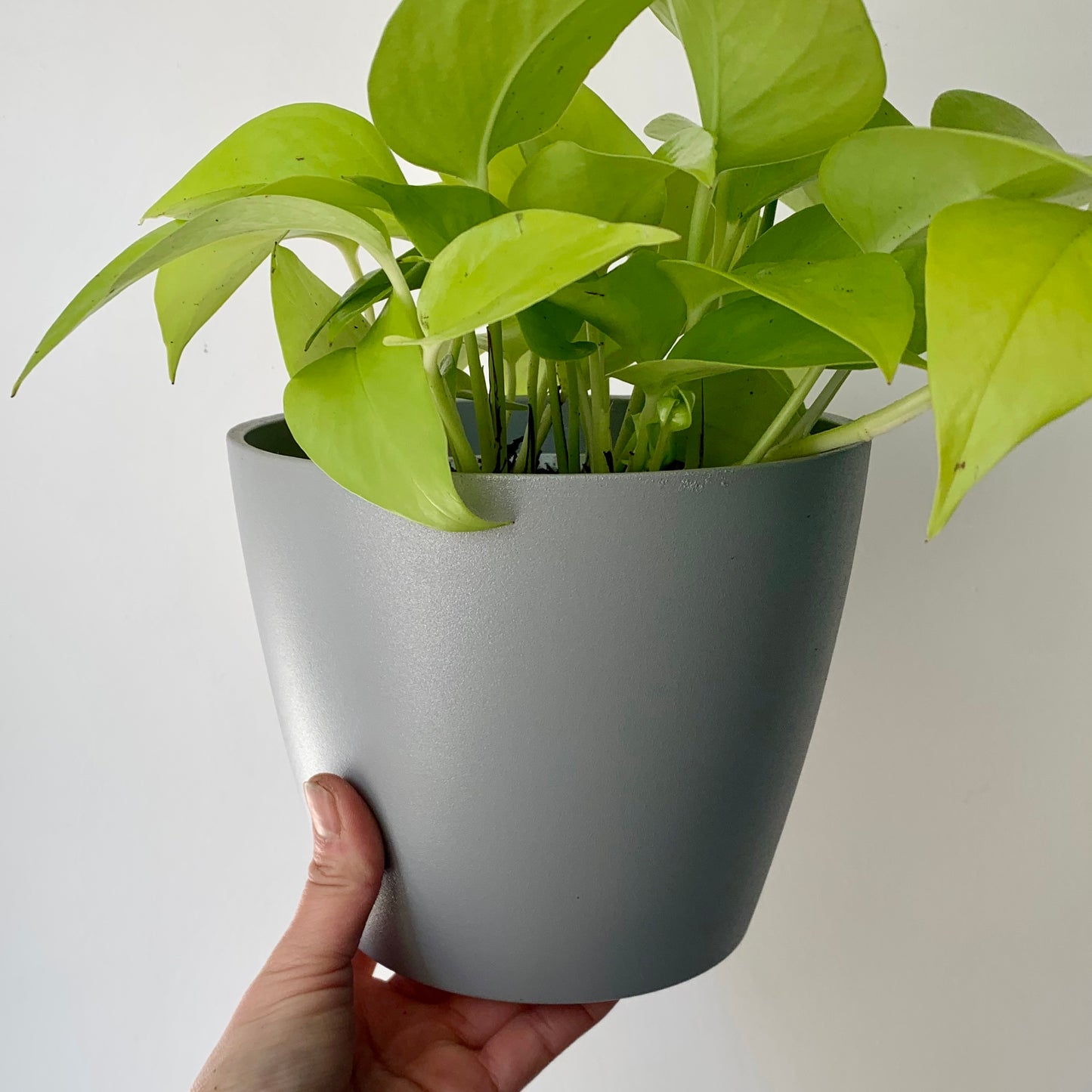 SABLE Decorative pot (6.25”X5.25”)