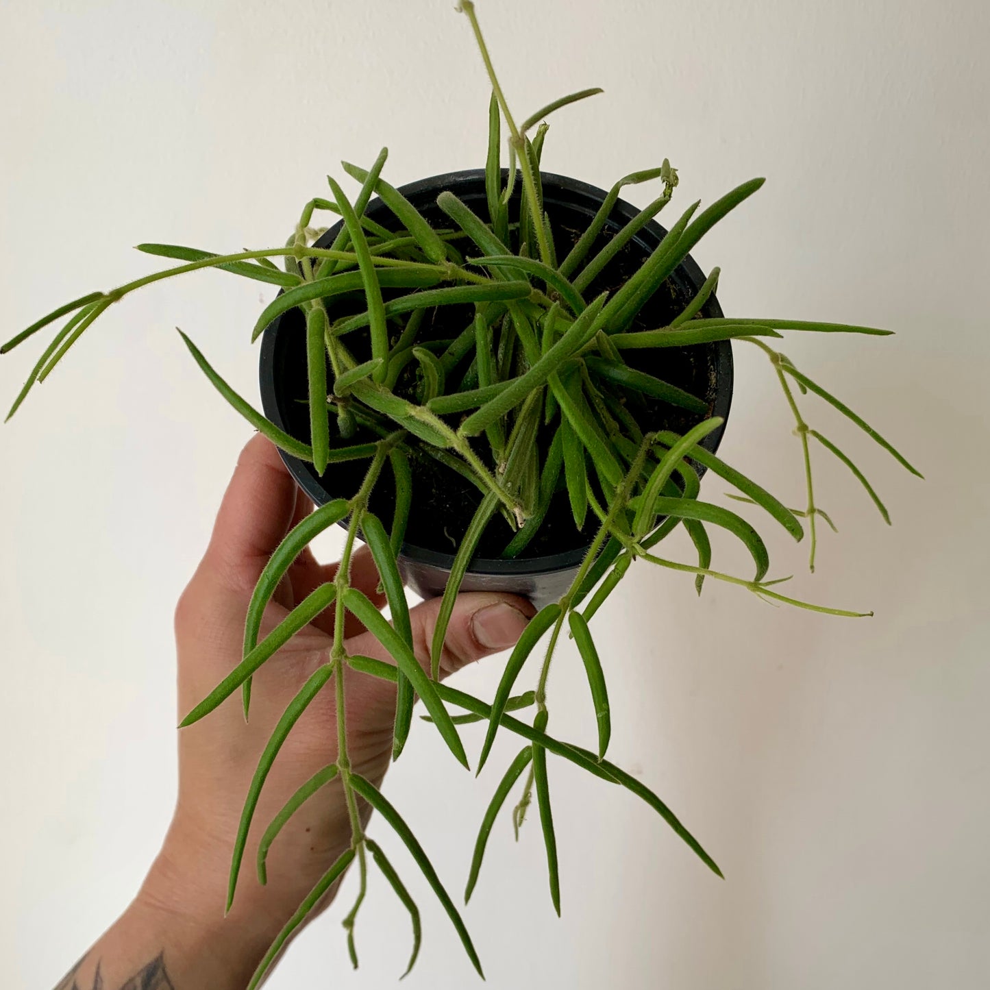 Hoya lineris 4”pot