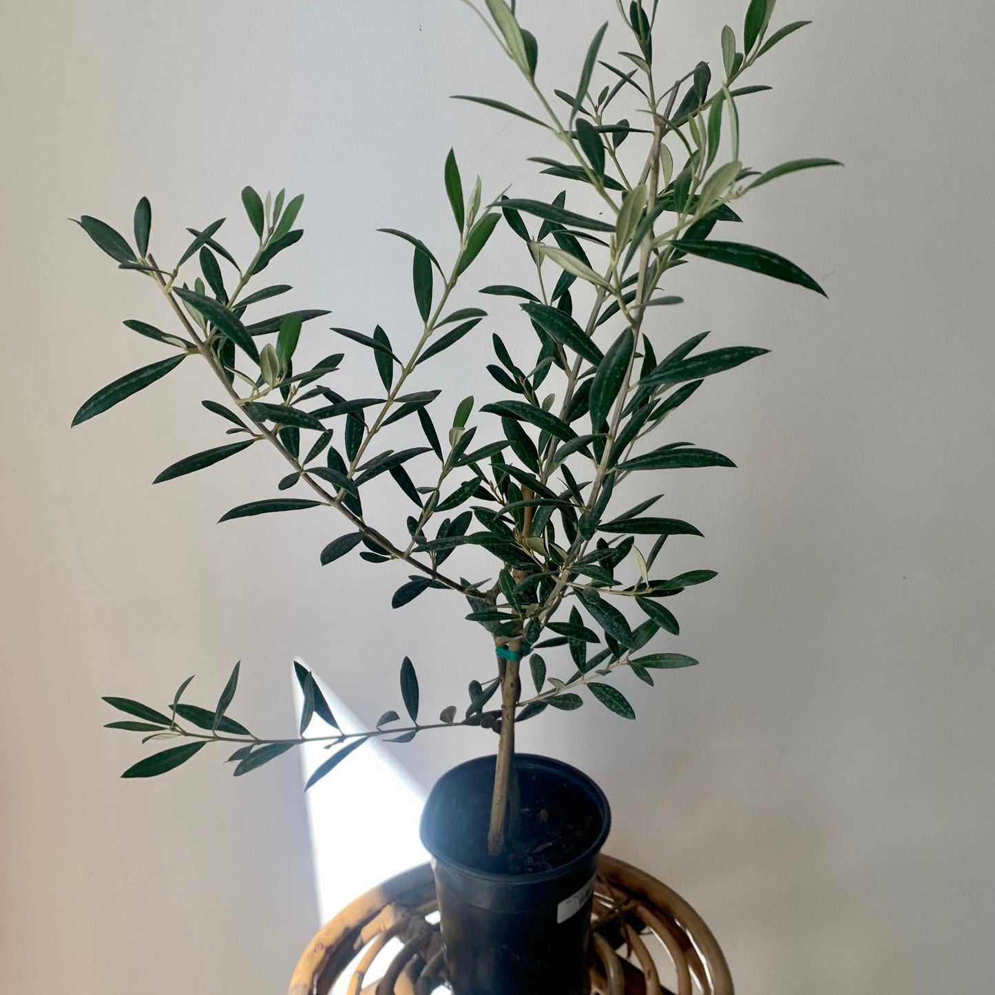 Olive Tree 6” pot