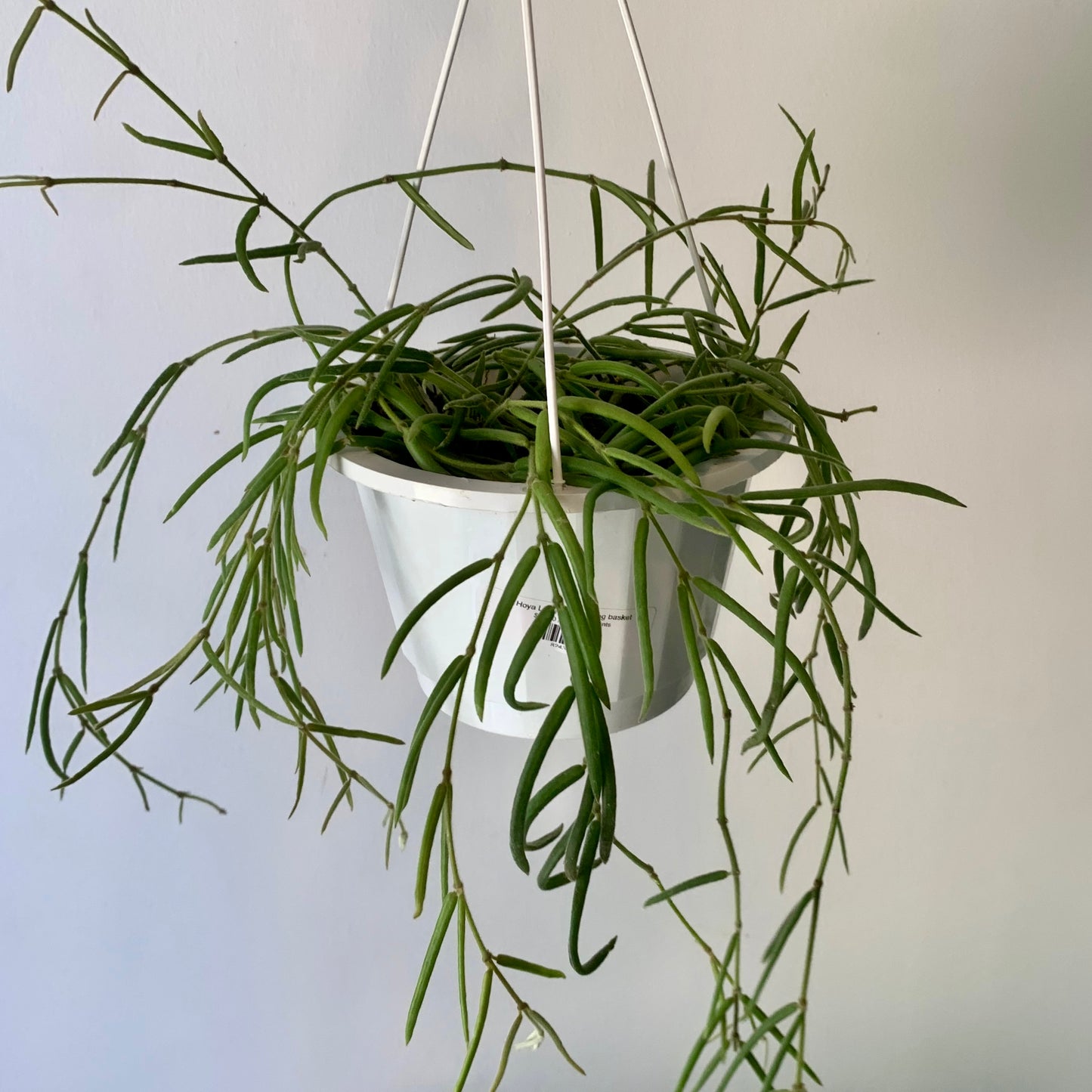 Hoya Lineris 6” hanging basket
