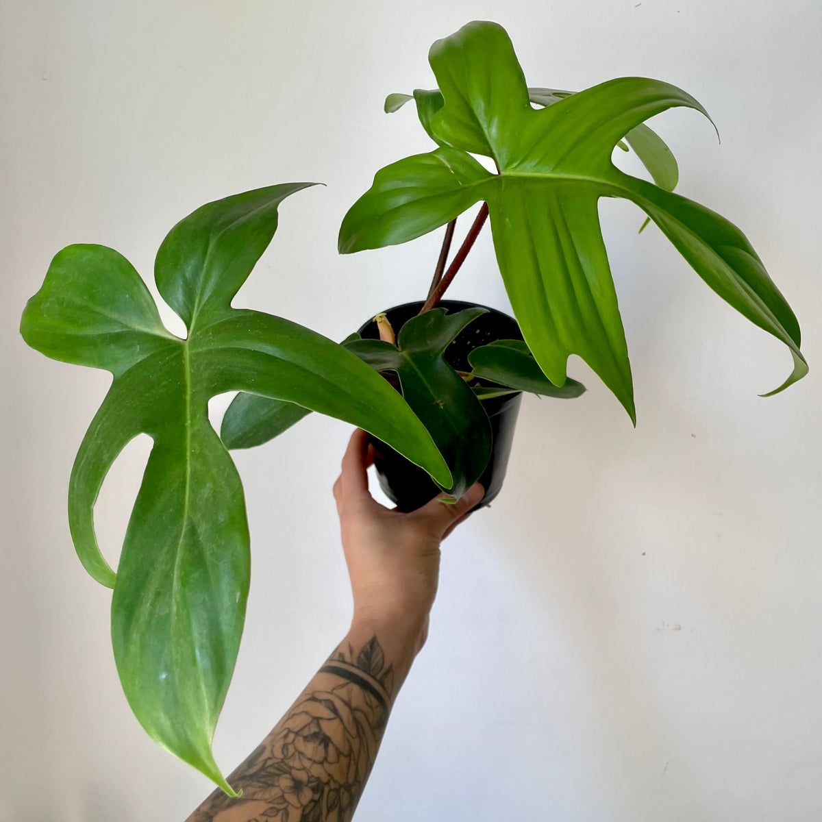 Philodendron Pedatum Red Stem “Florida Beauty” 5"pot House of Plants
