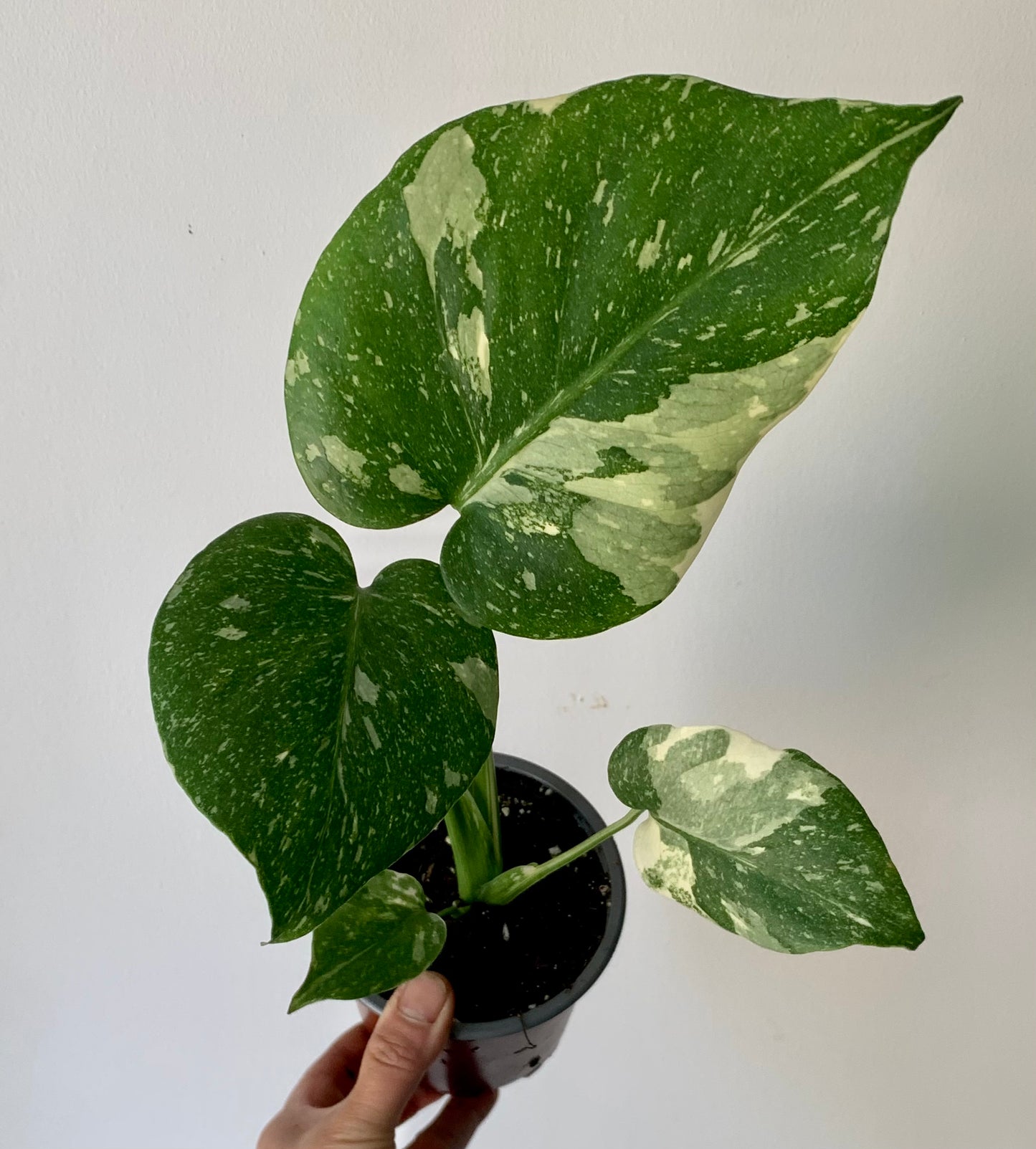 Monstera “Thai Constellation" 3.5”pot