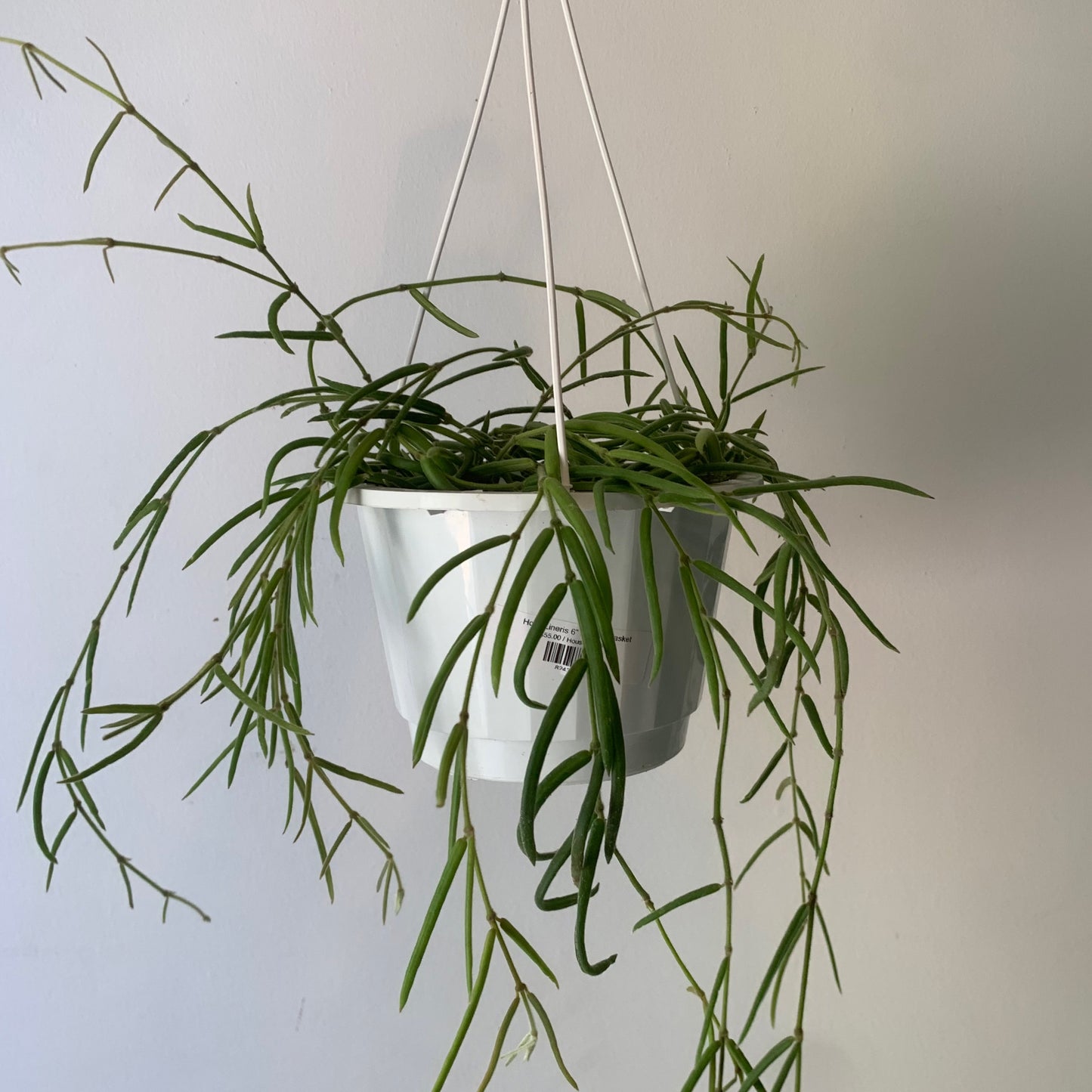 Hoya Lineris 6” hanging basket