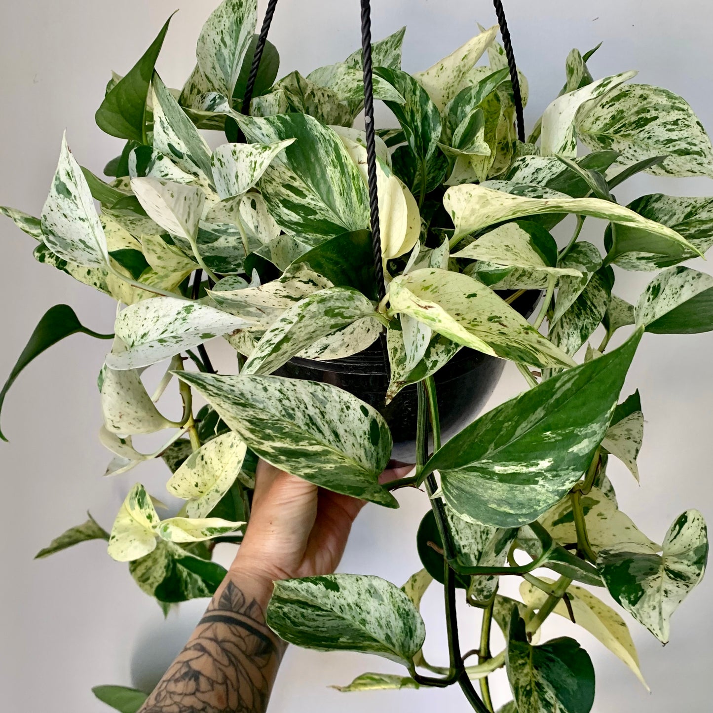 Pothos “Marble Queen 8” hanging basket