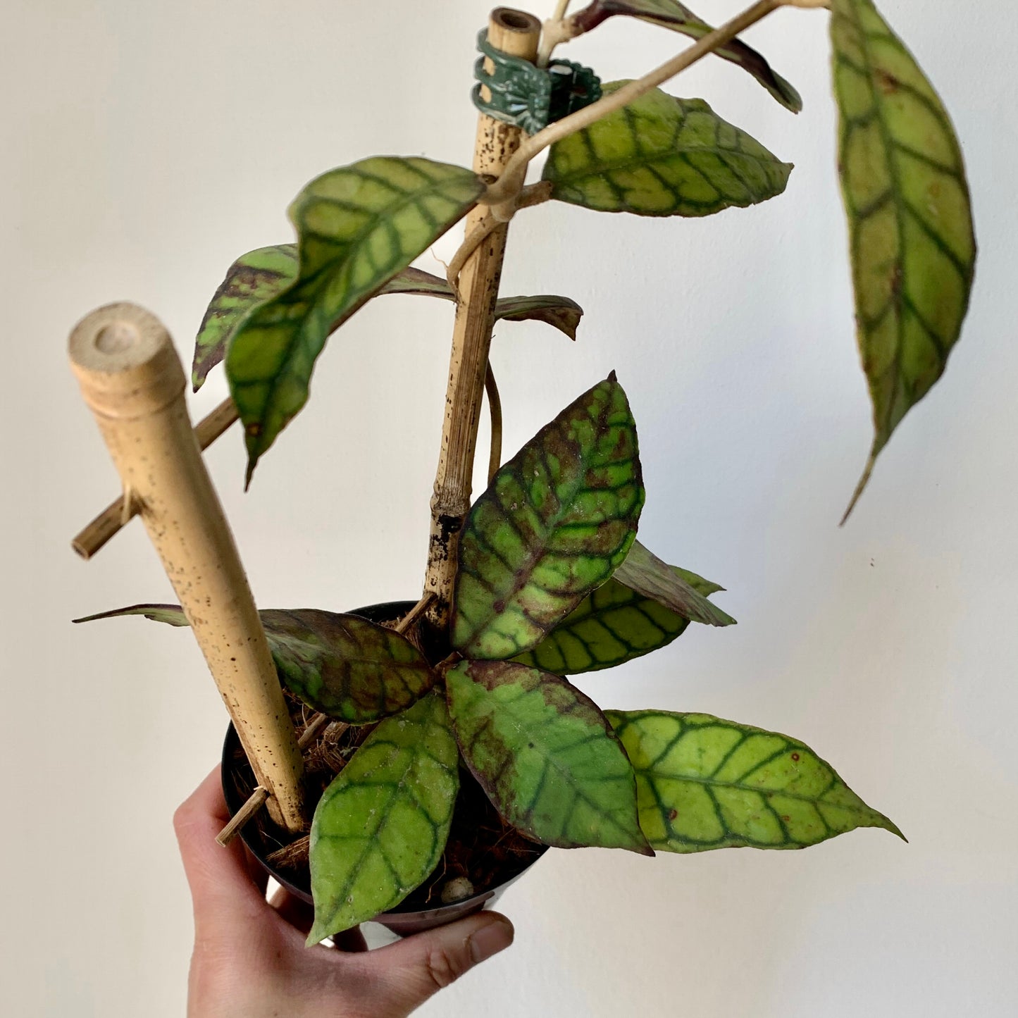 Hoya callistophylla on trellis 4.5”pot