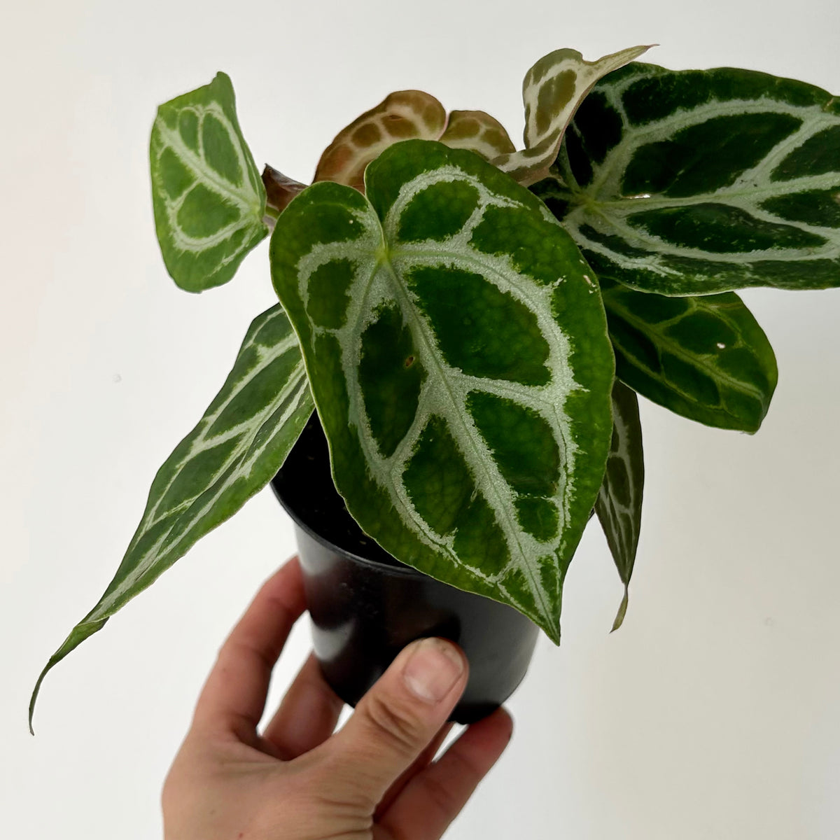 Anthurium crystallinum ‘silver’ 3.5”pot