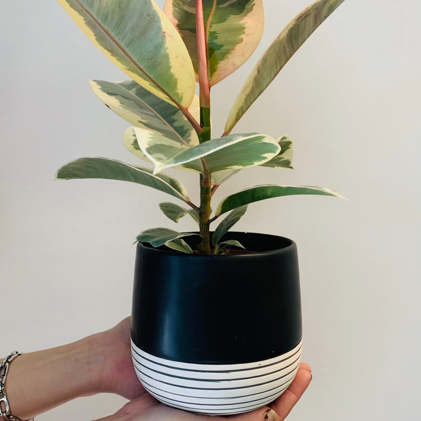 BELLA ceramic pot Striped Base (6”X5.5”)