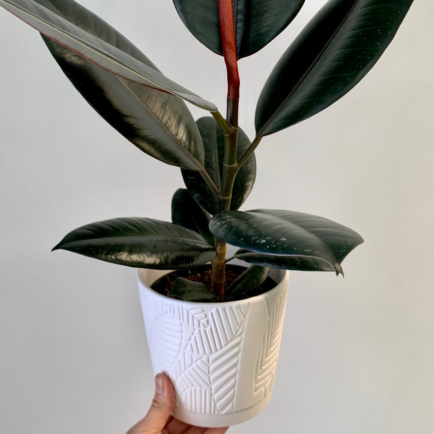 AVERY Decorative pot (5”x5”)