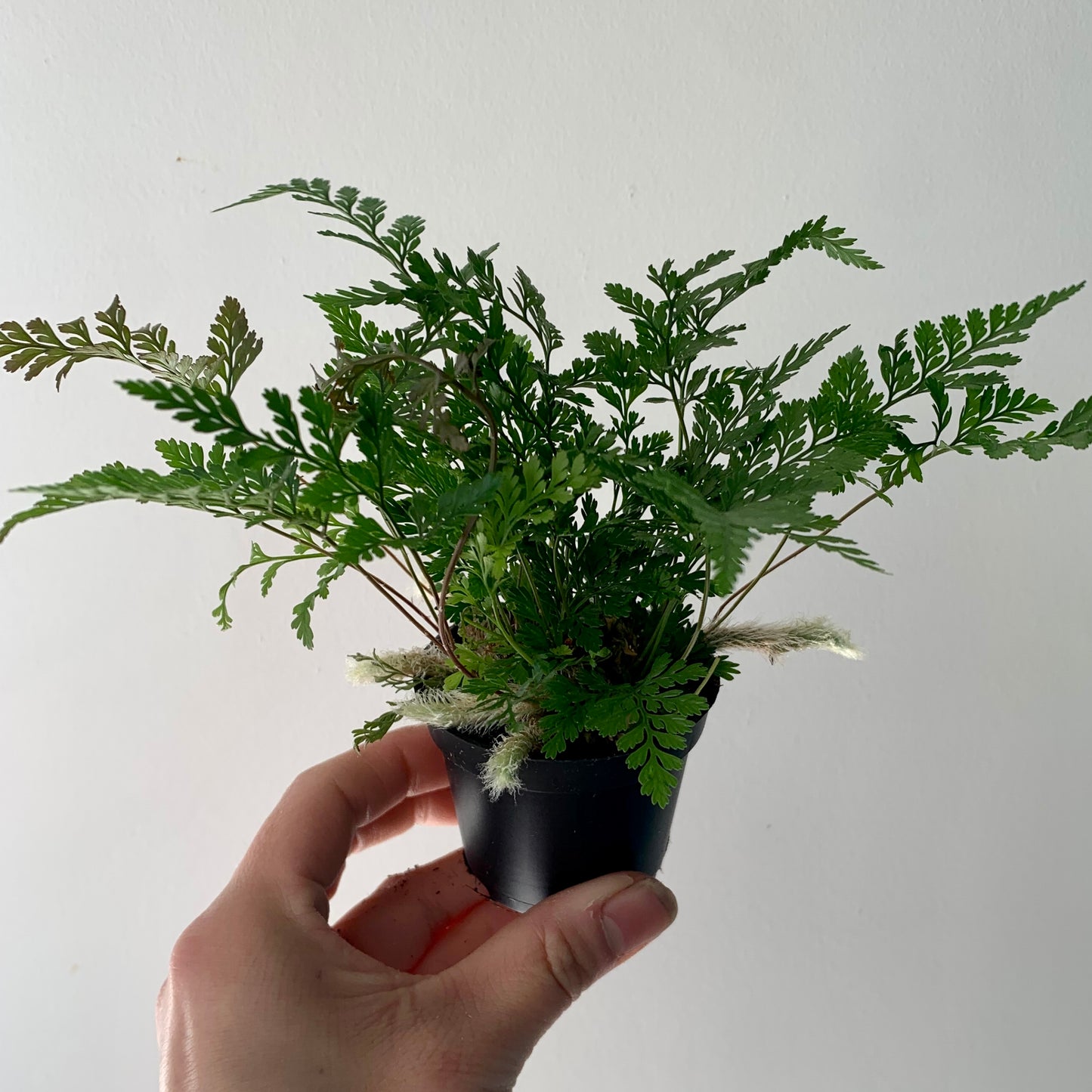 Rabbit Foot Fern (Davallia fejeensis) 3”pot