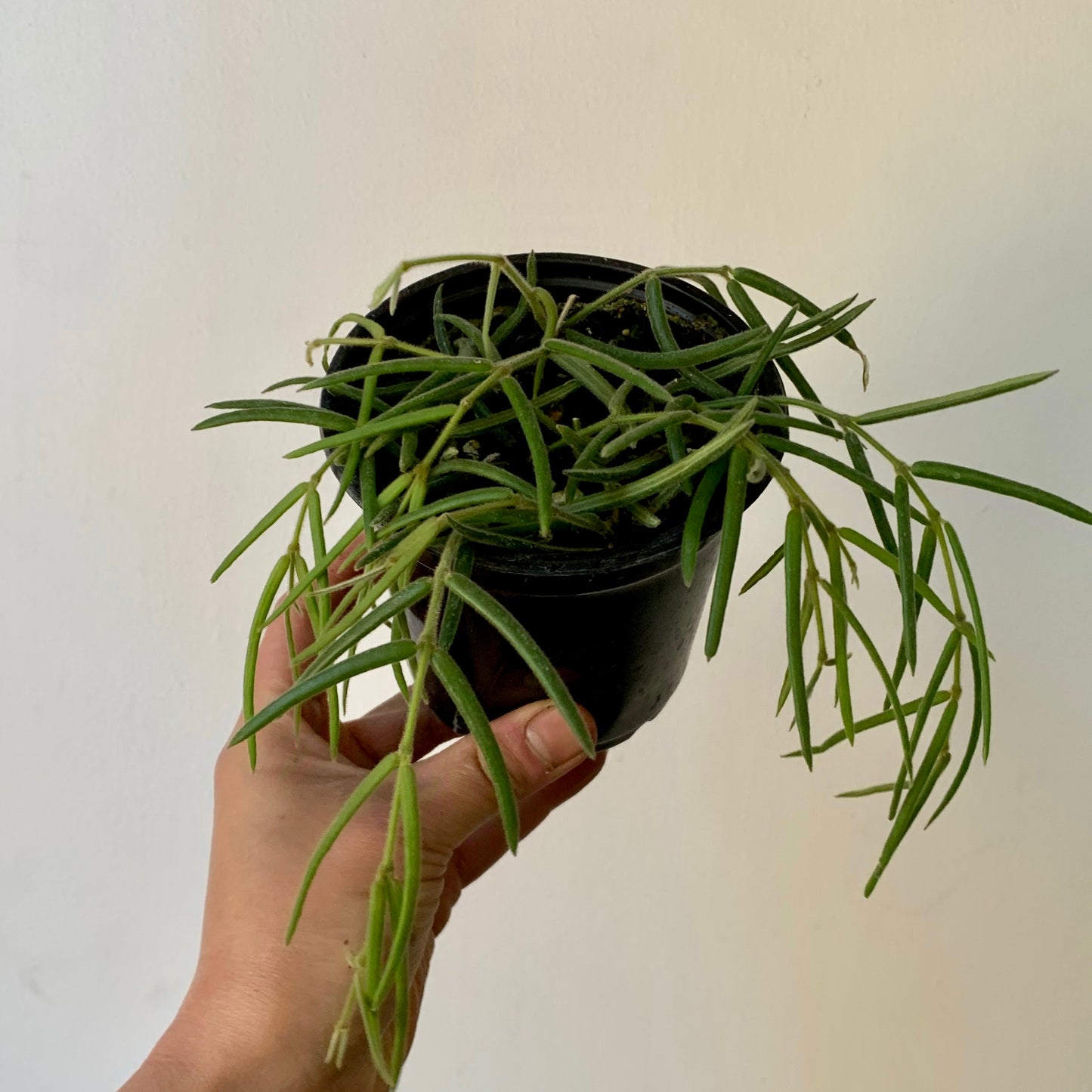 Hoya lineris 4”pot