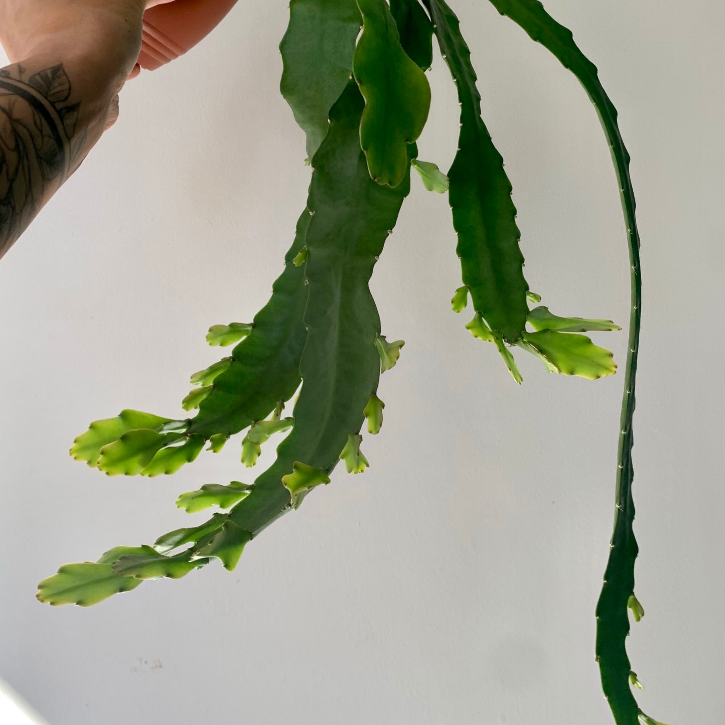 Orchid Cactus (Epiphyllum ) 6” hanging basket