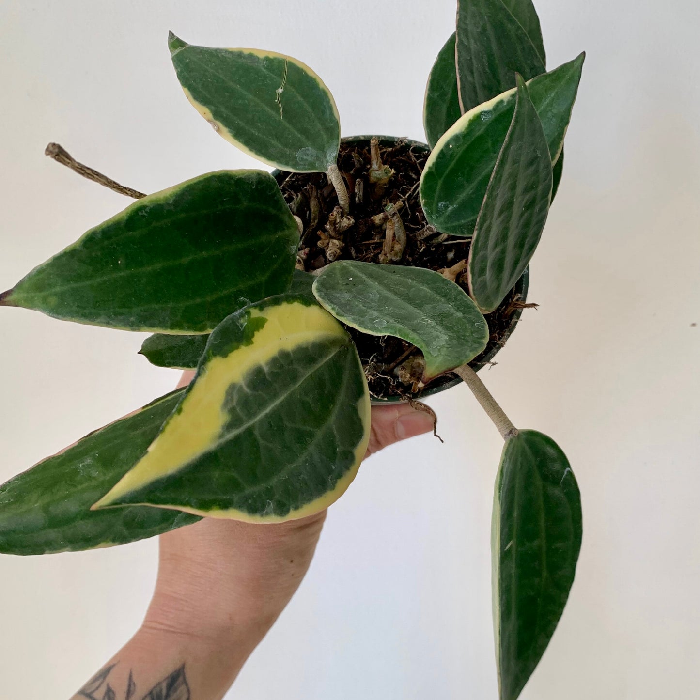 Hoya Latifolia (Macrophylla) 4" pot