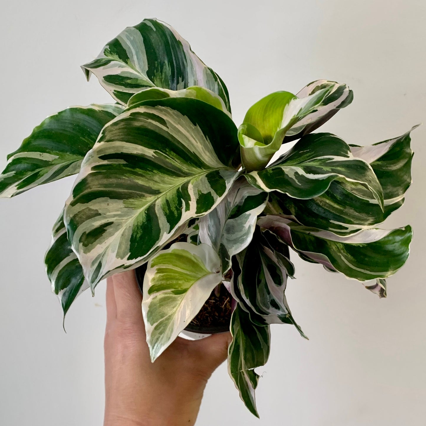 Calathea “White Fusion” 4”pot