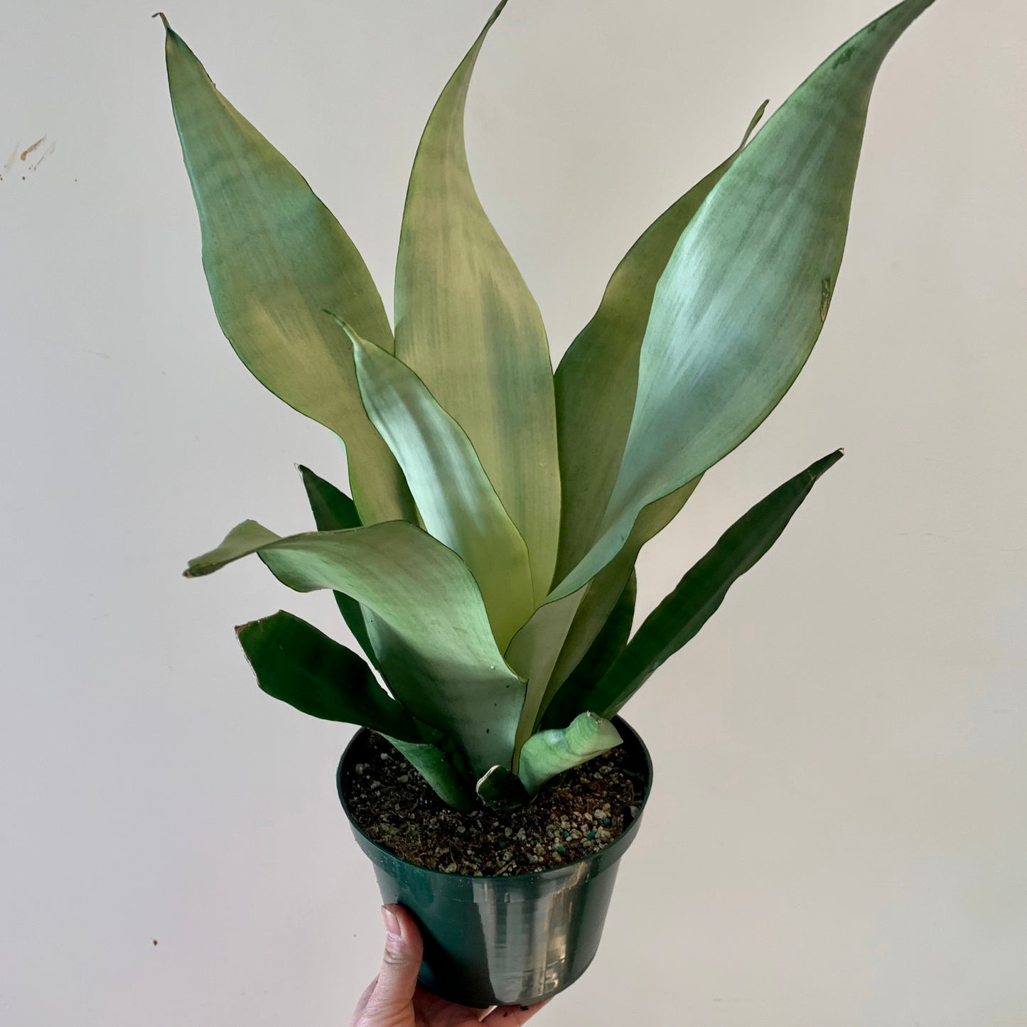Sansevieria “Moonshine” 6” pot