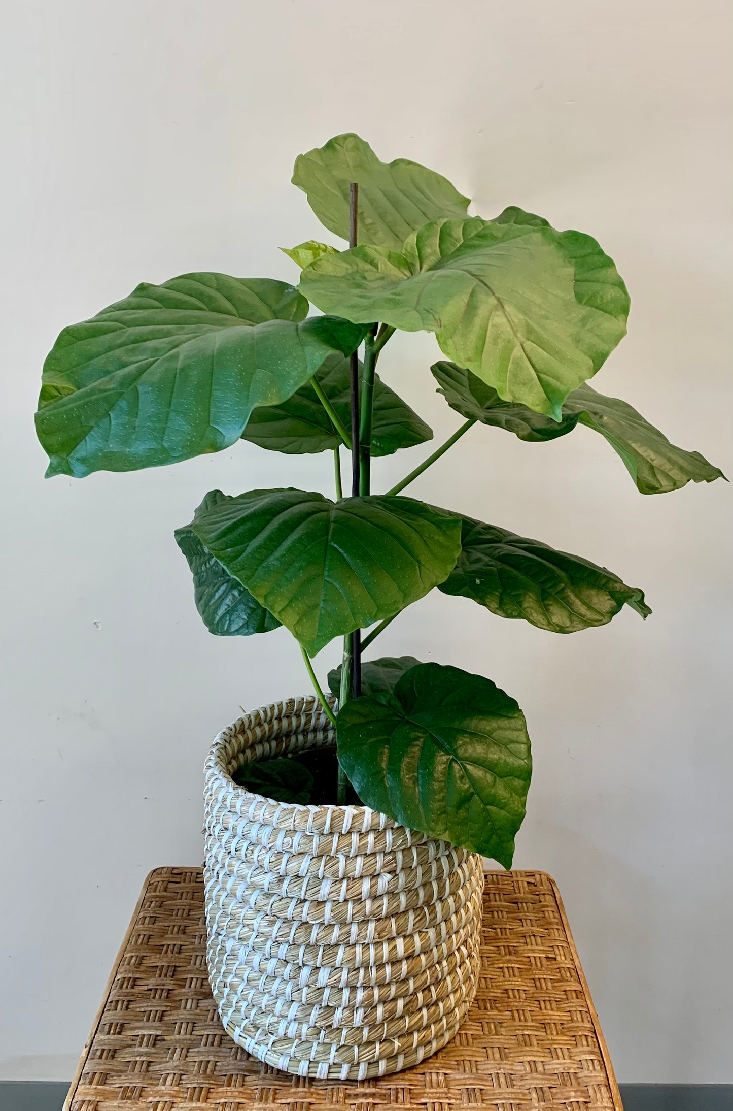 Coiled Plant Basket (7”X8.5”)