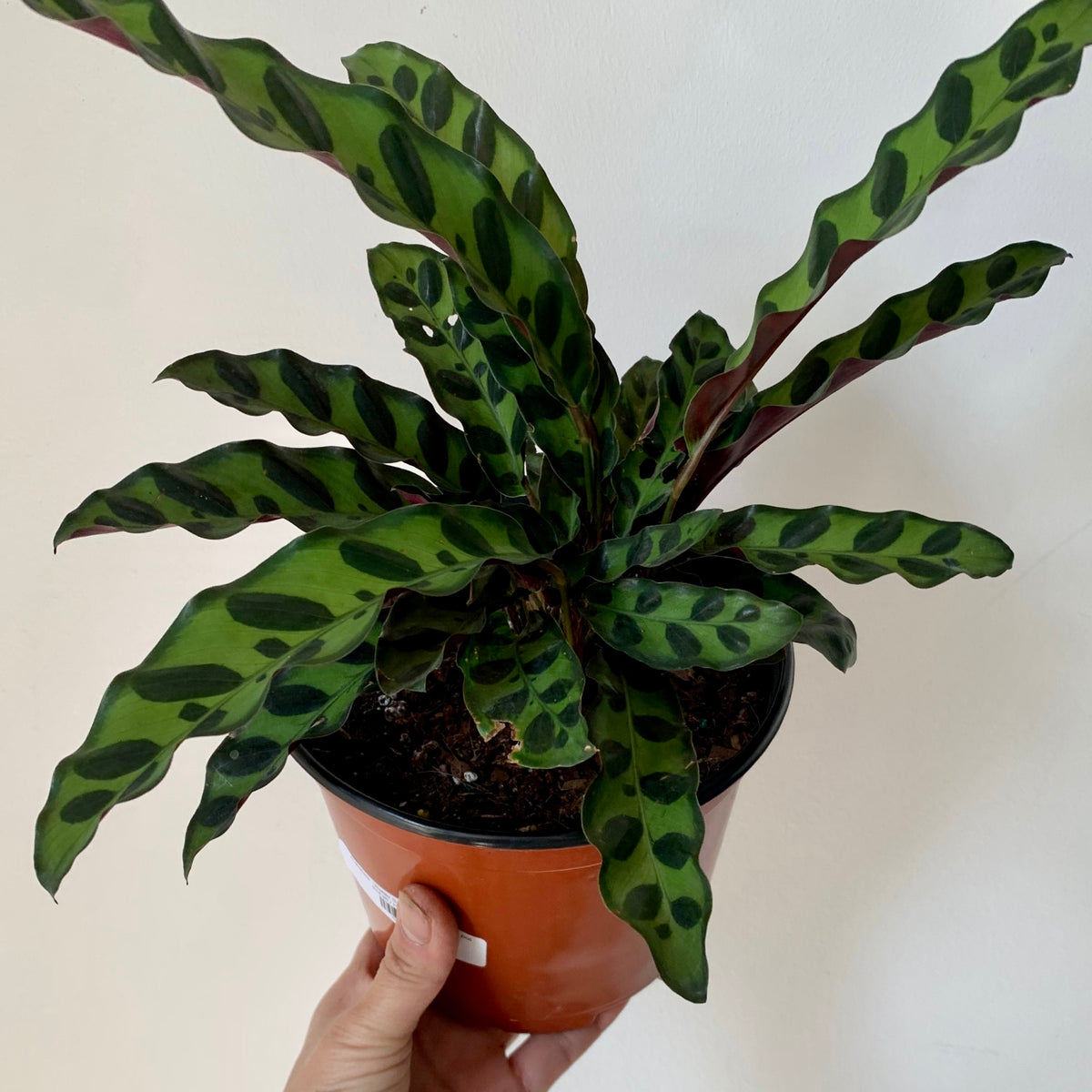 Calathea “Rattle Snake”(Lancifolia) 5”pot