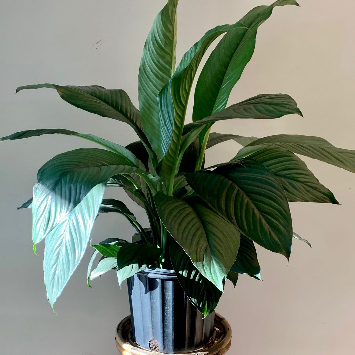 Peace Lily (Spathiphyllum) 10” pot