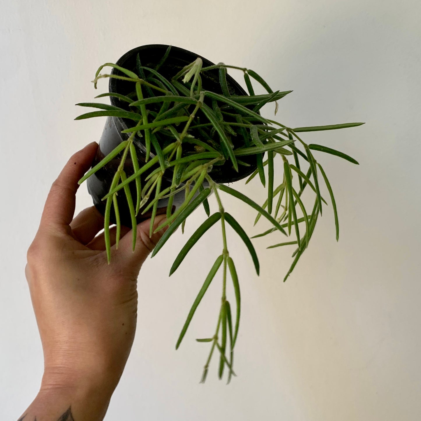 Hoya lineris 4”pot
