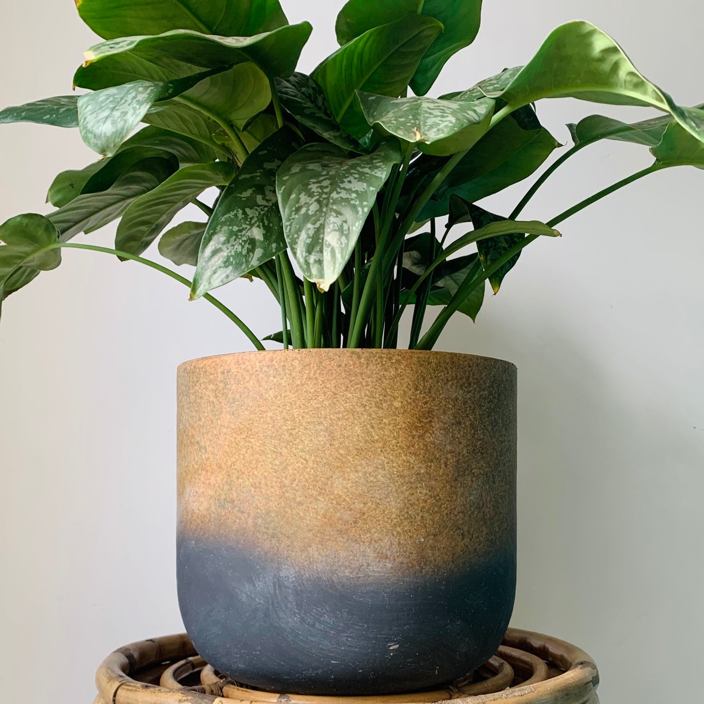 Oceania Decorative Cover Pot (9.75”x8.75”)
