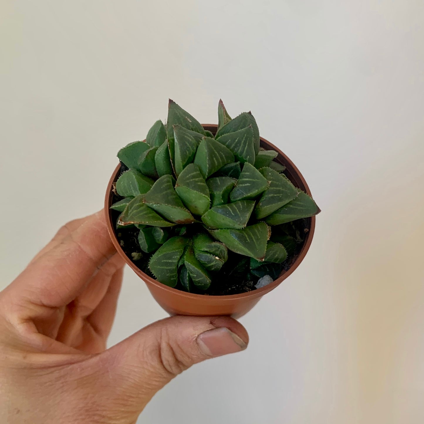 Star Cactus (Haworthia Retusa) 2.5” pot