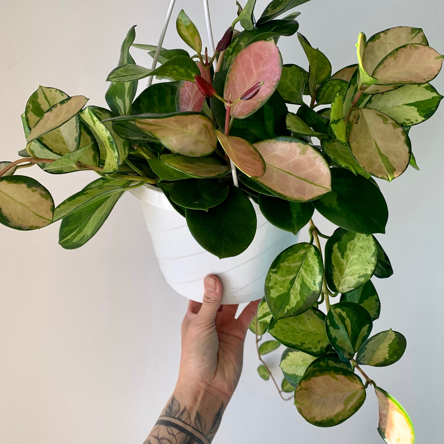 Hoya australis Variegated “Lisa” 8" Hanging basket