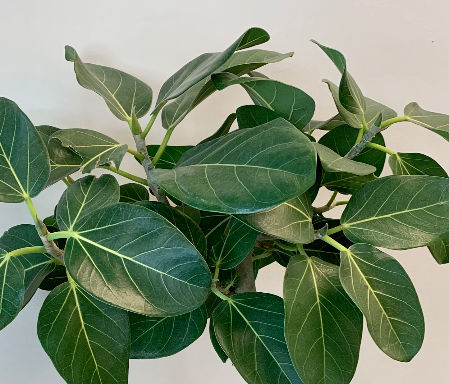 Ficus benghalensis “Audrey” tree (approximately 5 ft tall) in 10” pot