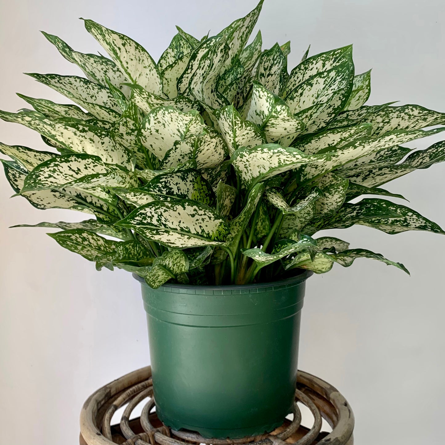 Aglaonema "Spring Snow" 8”pot