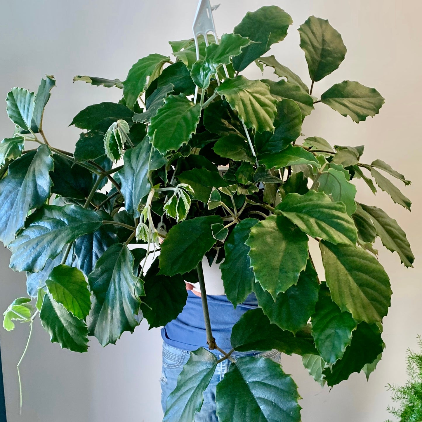 Chestnut Vine (Tetrastigma Voinierianum )10” Hanging Basket