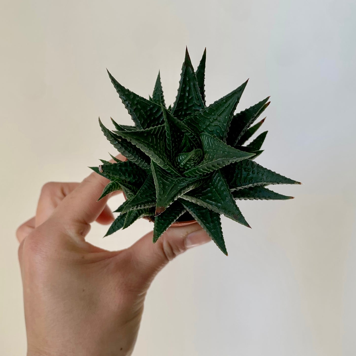 Haworthia Limifolia 2.5" pot