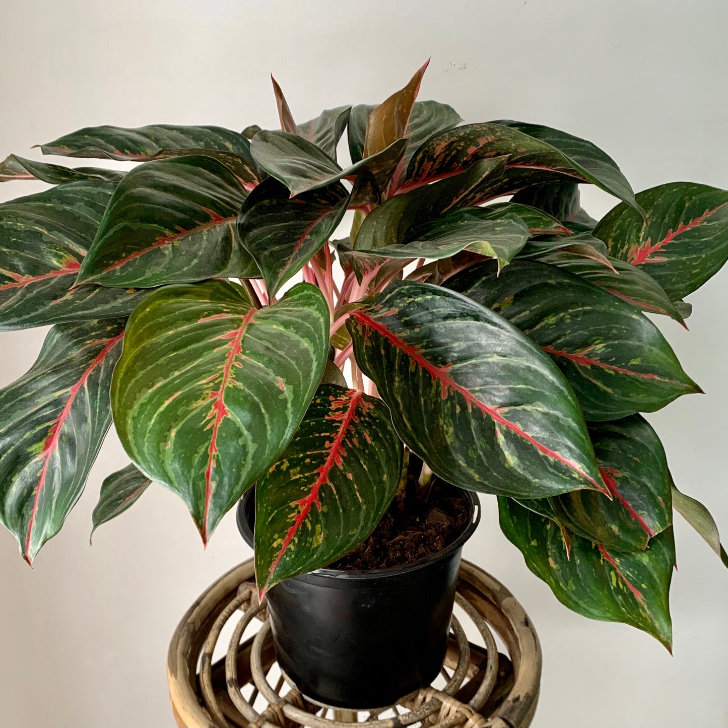 Aglaonema “Garnet Coltrane’ approximately 20 inches tall in 10” pot