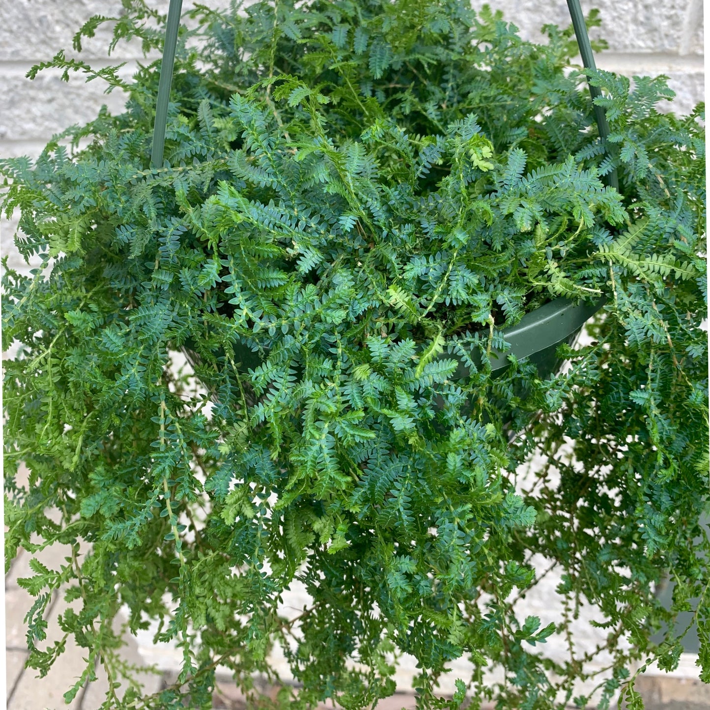 Peacock Fern (Selaginella uncinata) 8” hanging basket