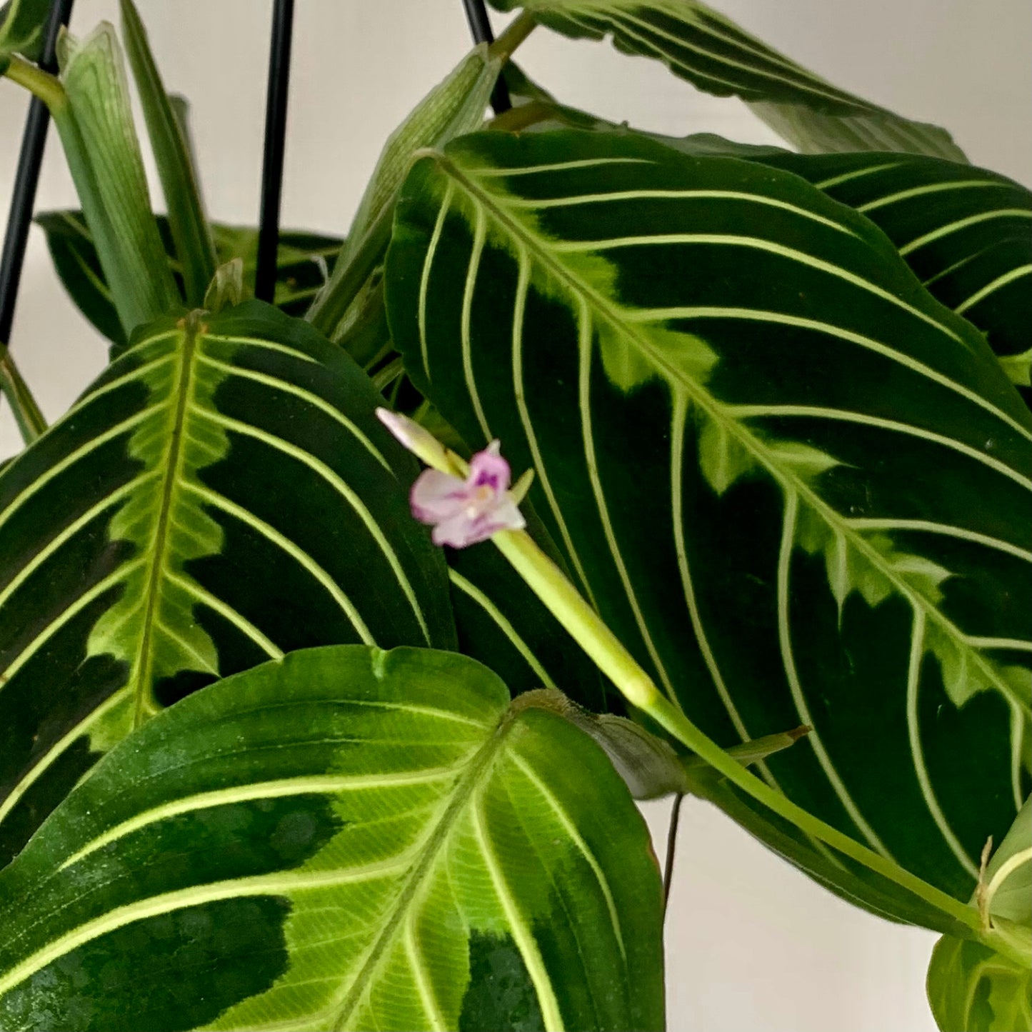 Prayer Plant (Maranta) Lemon Lime’ 6” hanging basket