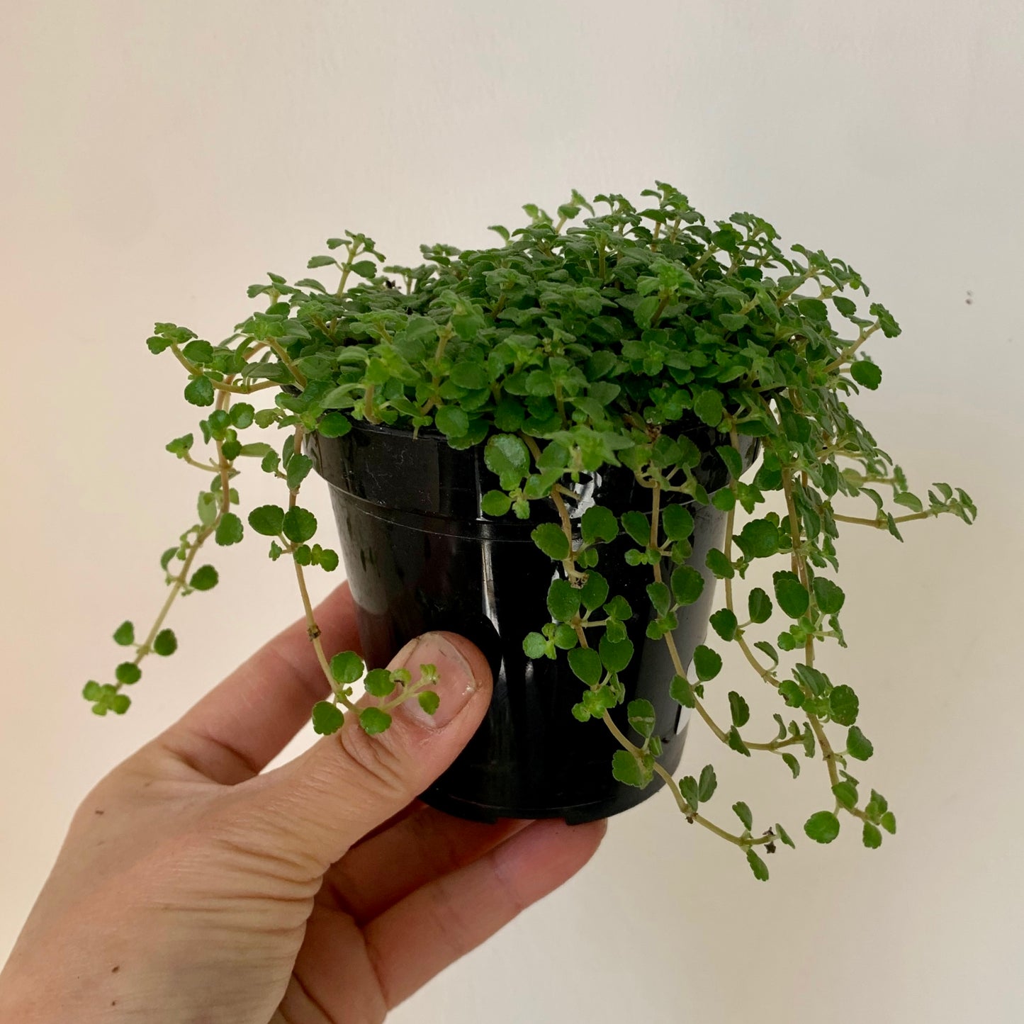Pilea depressa 3.5” pot
