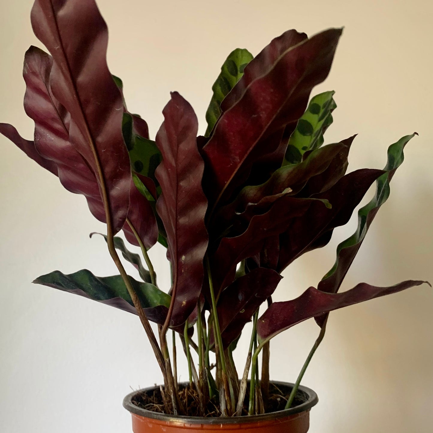Calathea lancifolia “Rattle Snake” 4” pot