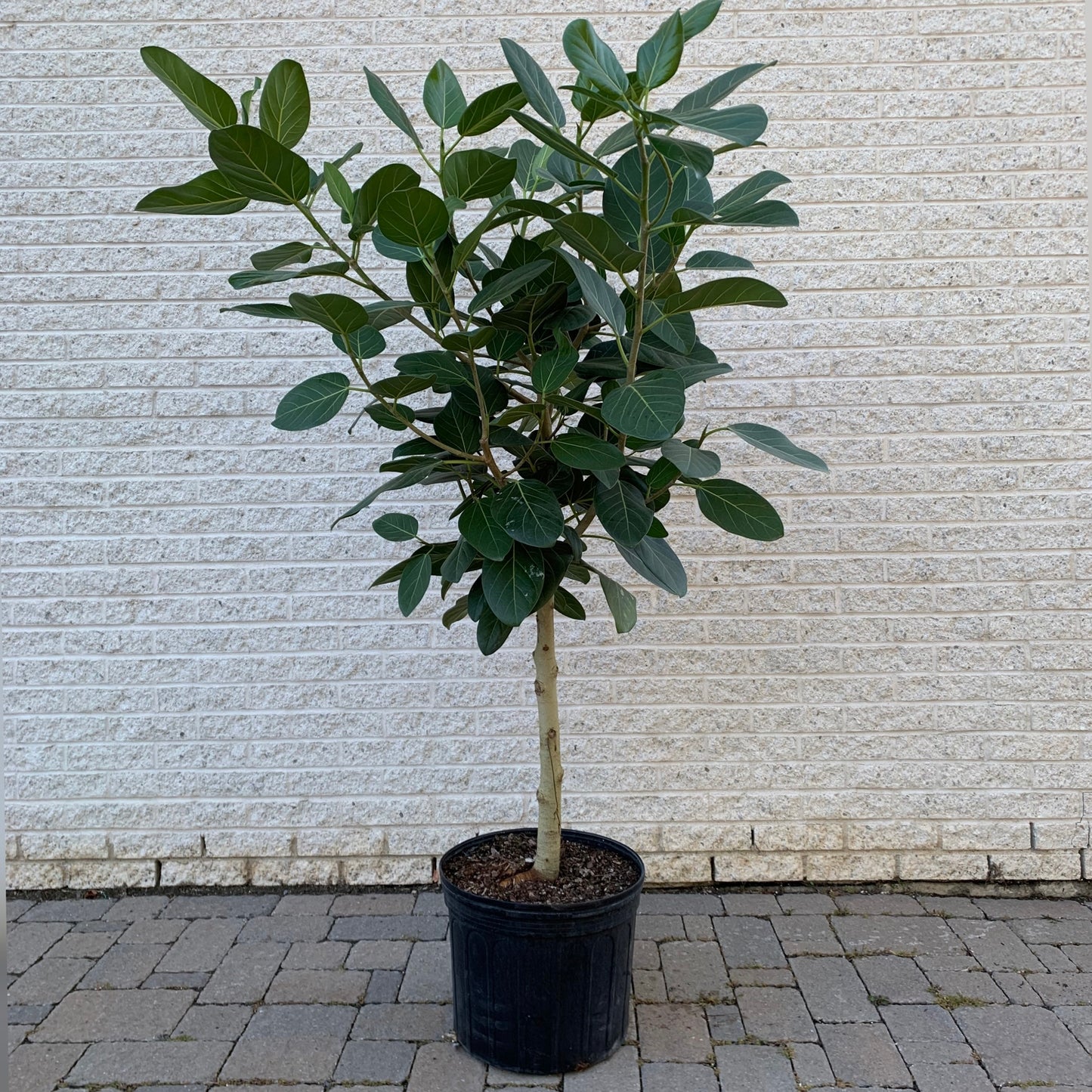 Ficus benghalensis “Audrey” Tree 6ft+ tall in 14” pot