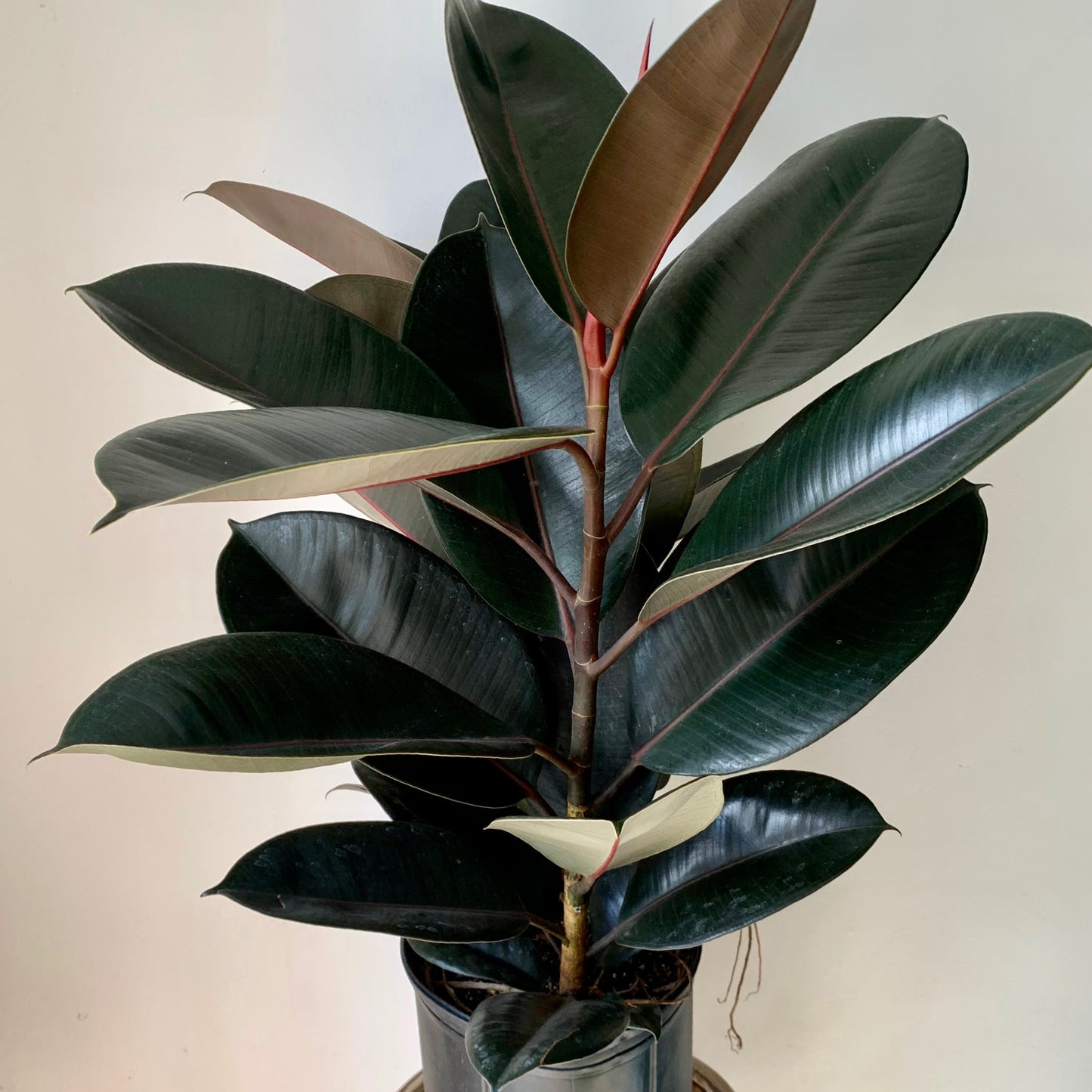 Burgundy Rubber Fig (Ficus Elastica) approximately 3.5ft tall in 8” pot