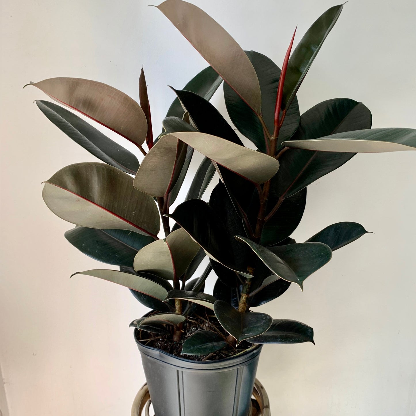 Burgundy Rubber Fig (Ficus Elastica) approximately 3.5ft tall in 8” pot